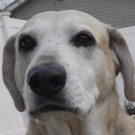 an older lab mix dog